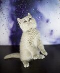 Мой котик