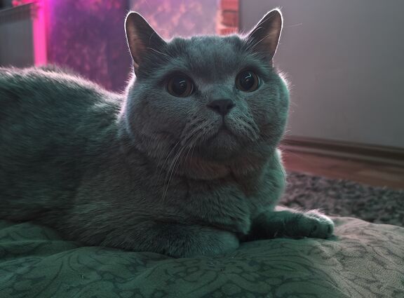 Мой котик